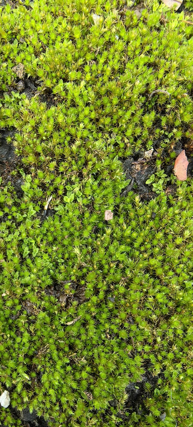 Dense moss carpet with miniature overlapping leaves