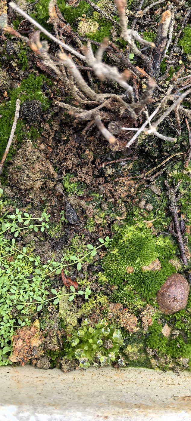 Moss growing around tangled roots in a flowerpot
