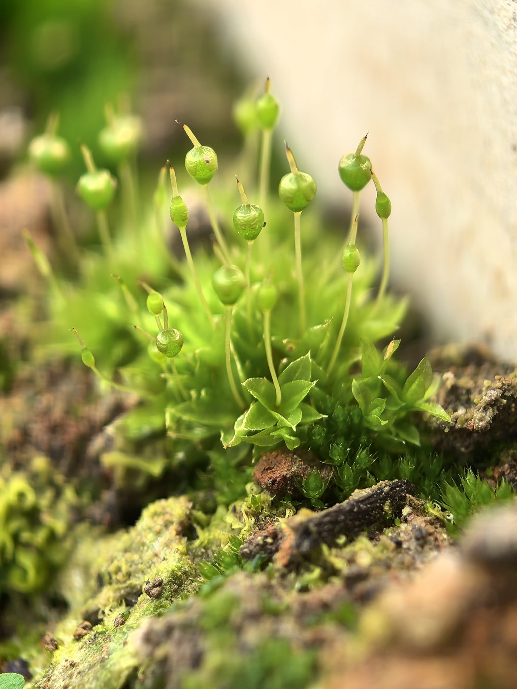 Close-up of moss sporophytes, tiny green capsules on thin stalks