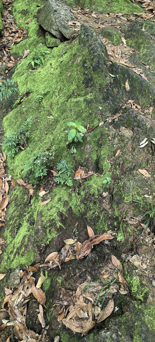 Moss-covered boulder on the Yinhu Mountain trail, scattered with fallen leaves